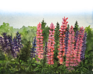 Field of Lupines